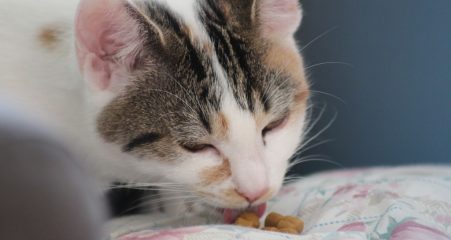 kat-spiser-toerfoder-som-ligger-paa-en-blomstret-pude